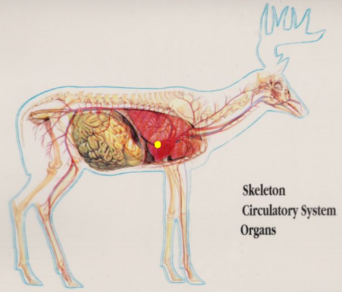 Deer Anatomy Diagram - Official Site for.
